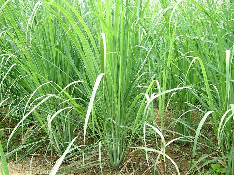 cay-sa-chanh