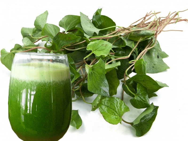 Rau Diếp cá: Tác dụng cụ thể và cách dùng phổ biến co-nen-uong-nuoc-la-rau-diep-ca-khong