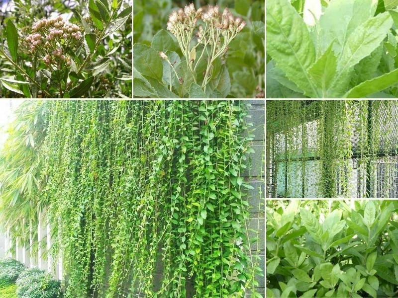 10 tác dụng của cúc tần đối với sức khỏe hinh-anh-ve-cay-cuc-tan