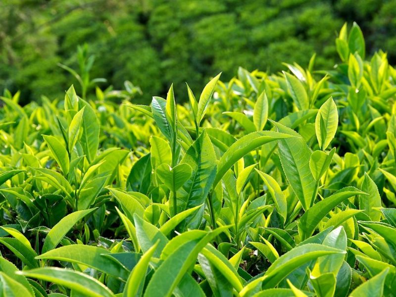 la-tra-xanh-che-xanh