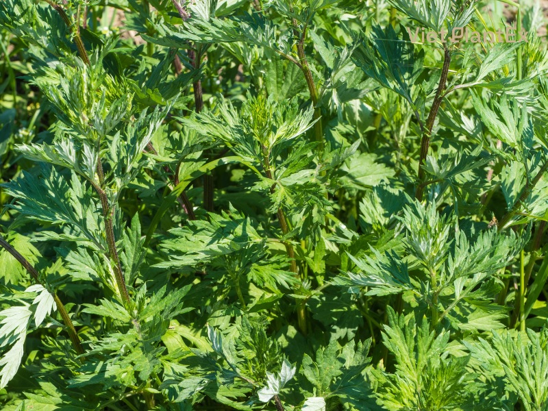 Tác dụng của ngải cứu đối với sức khỏe ngai-cuu-co-nhieu-cong-dung-tuyet-voi-doi-voi-suc-khoe