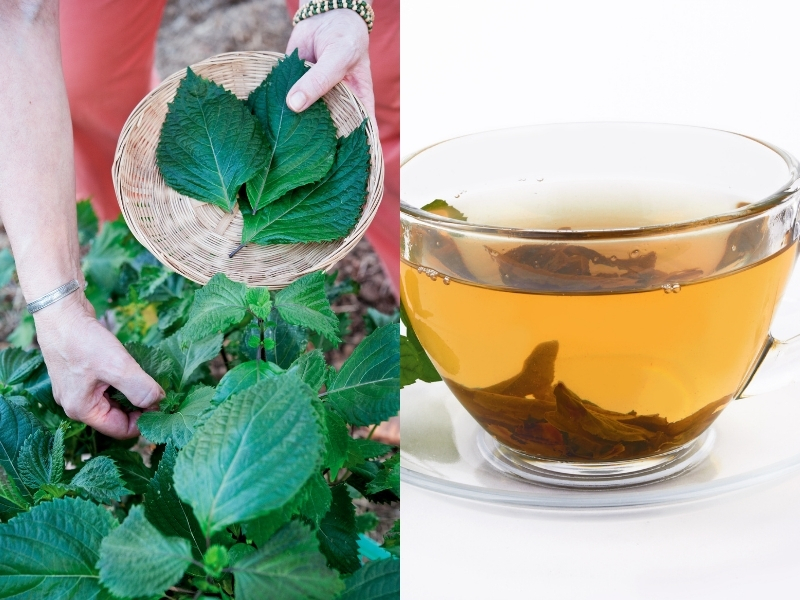 nguoi-nao-khong-nen-uong-nuoc-la-tia-to-1