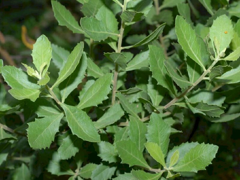 10 tác dụng của cúc tần đối với sức khỏe tac-dung-cua-cay-va-la-cuc-tan