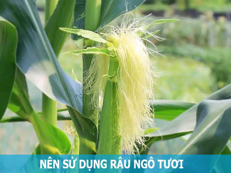 uong-nuoc-rau-ngo-tuoi-co-tac-dung-gi