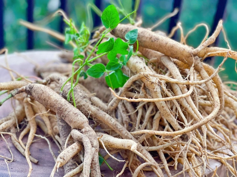 tac-dung-cua-nhan-sam-doi-voi-suc-khoe