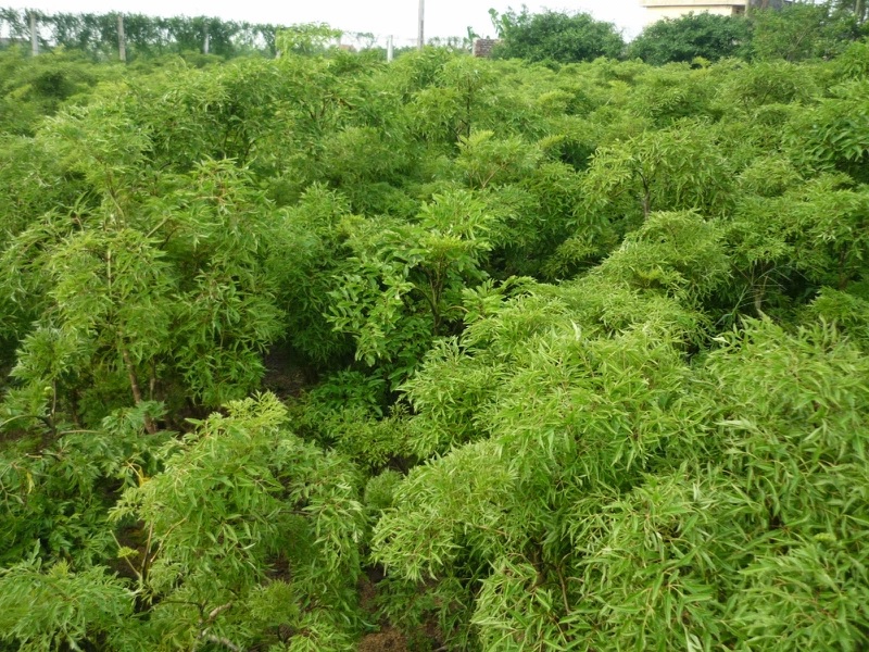 uong-nuoc-la-dinh-lang-co-nhieu-tac-dung-tot-voi-suc-khoe