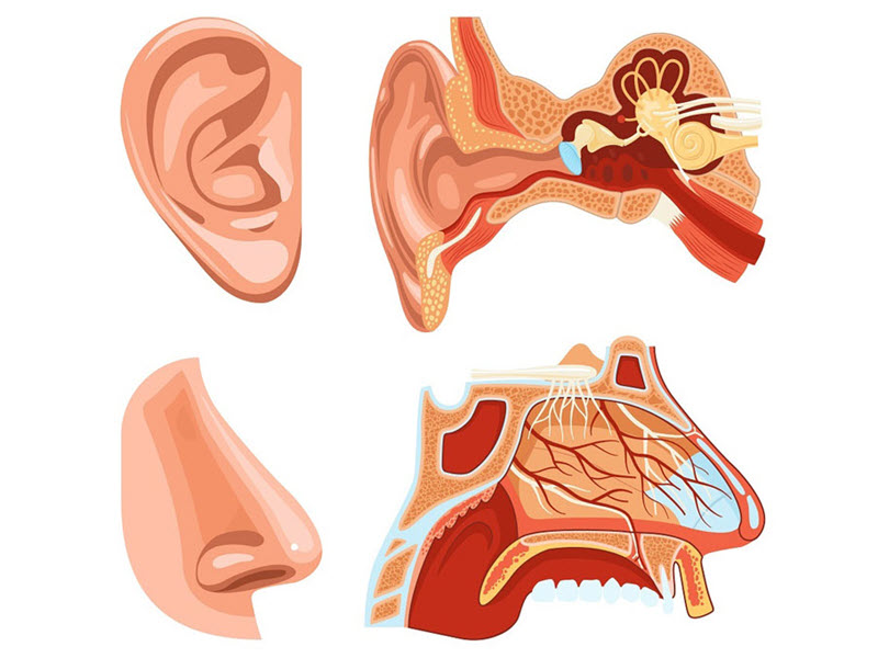 dieu-tri-viem-tai-mui-hong-hieu-qua