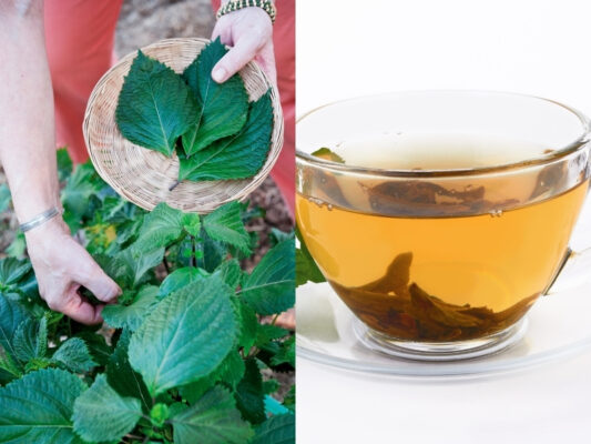 nguoi-nao-khong-nen-uong-nuoc-la-tia-to-1