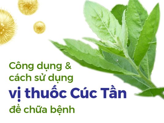 tac-dung-cua-cuc-tan-doi-voi-suc-khoe