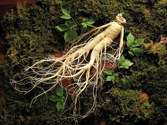 tac-dung-cua-nhan-sam-voi-suc-khoe